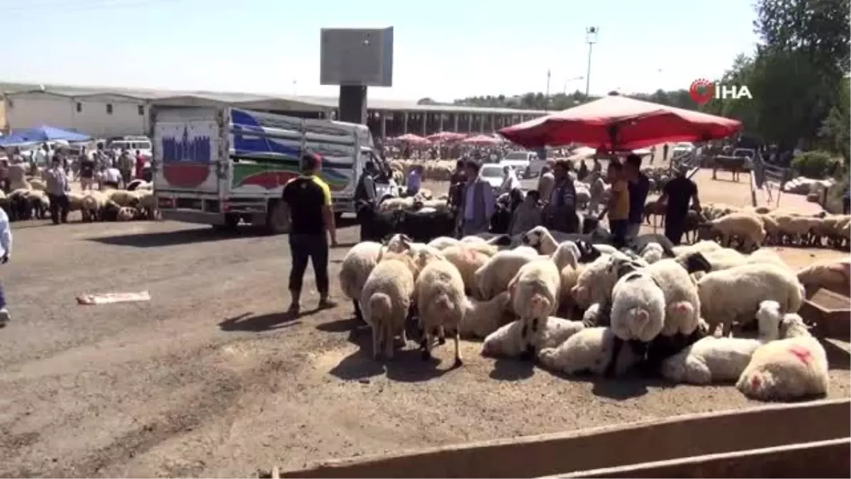 Diyarbakır\'da hayvan kesim yerleri dolup taştı