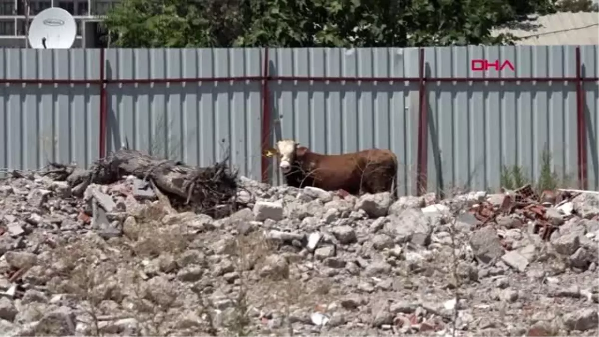 İZMİR\'DE KAÇAN DANA, TABANCAYLA SAKİNLEŞTİRİCİ İĞNE SIKILARAK YAKALANDI