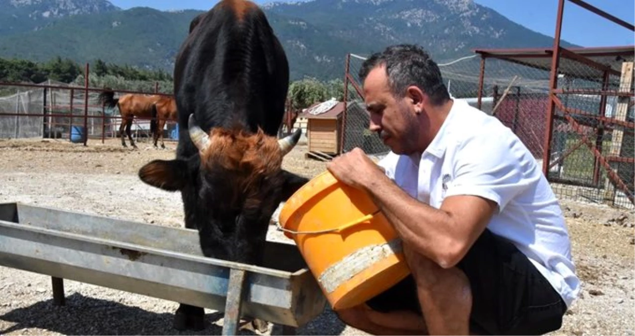 Kesimden kaçıp gözden kaybolan boğaya Haluk Levent, sahip çıktı