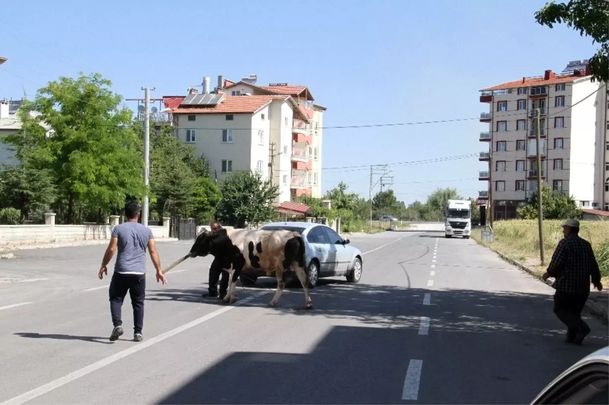 Konya\'da kaçan boğa güçlükle yakalanabildi