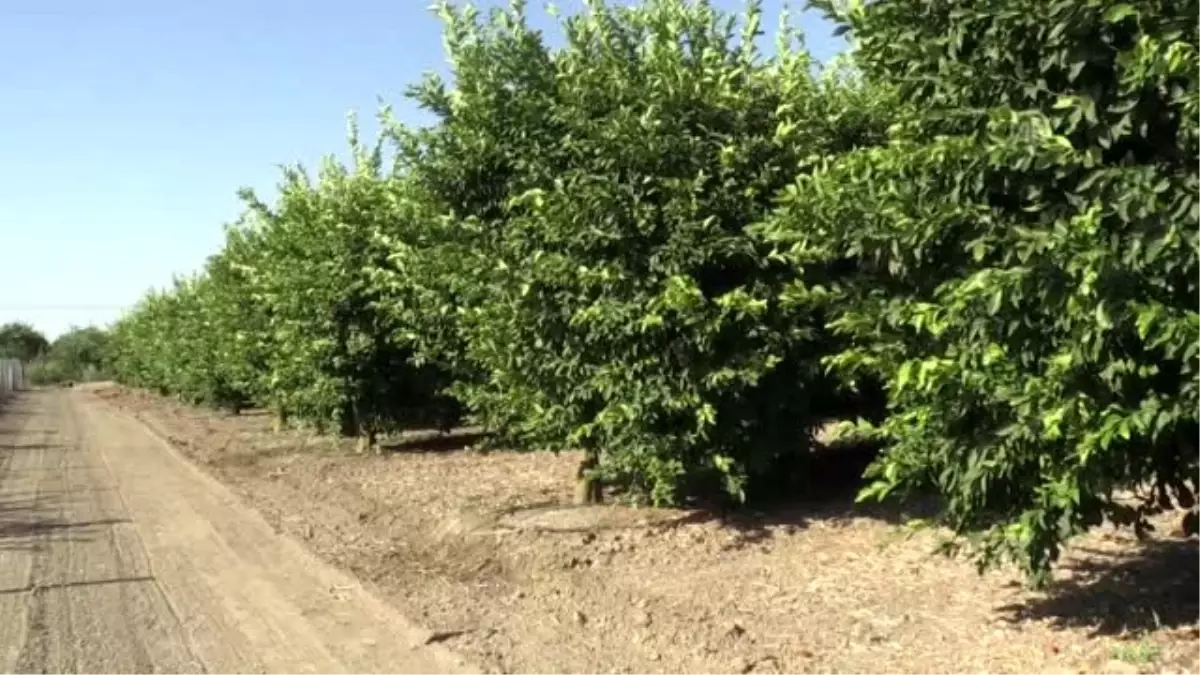 Limonda erken hasat uyarısı - ADANA