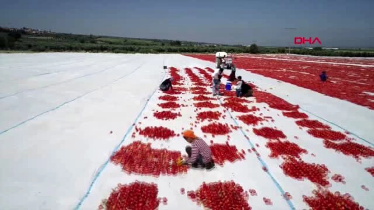 MANİSA\'DA KURUTMALIK DOMATESLER İHRACATA HAZIRLANIYOR -1