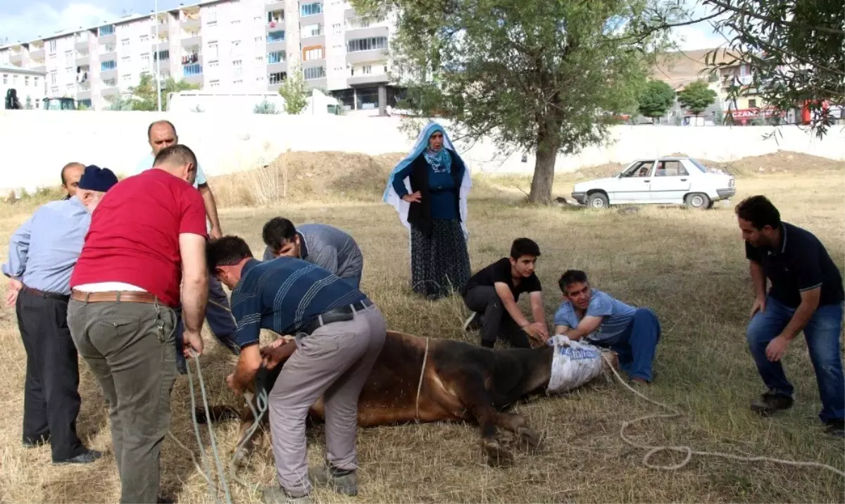 Oltu\'da acemi Kasaplar Kurbanlık yerine kendilerini kestiler