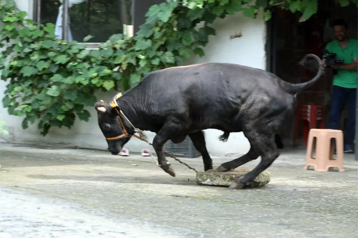 Rize\'de kaçan boğalar zor anlar yaşattı