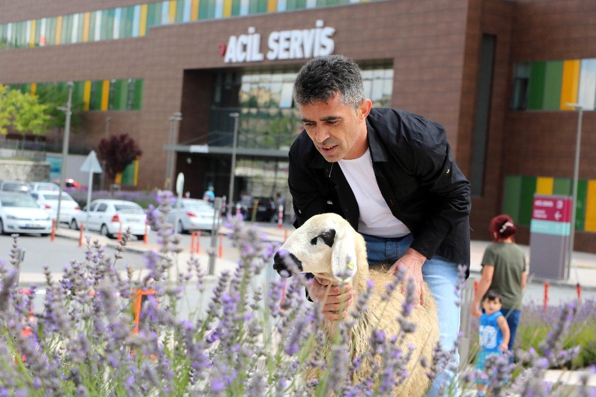 Sahibinin elinden kaçan koyun soluğu acil serviste aldı