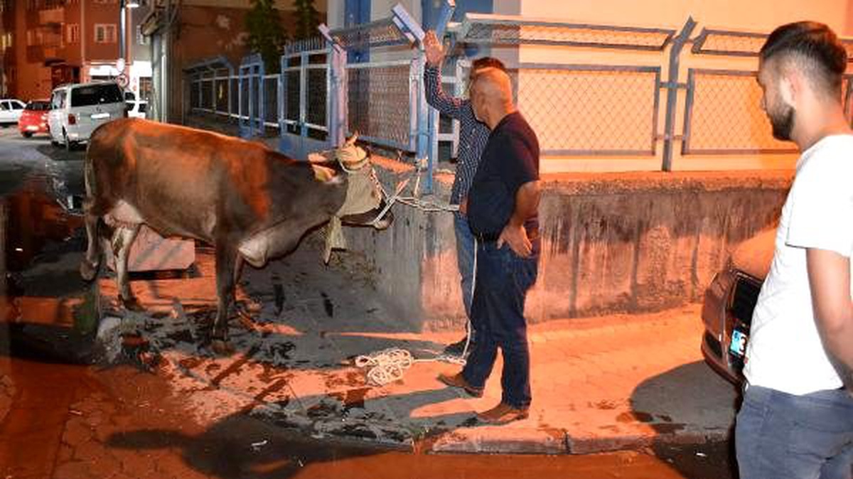 Sivas\'ta ipini koparıp kaçan kurbanlık ineği polis yakaladı