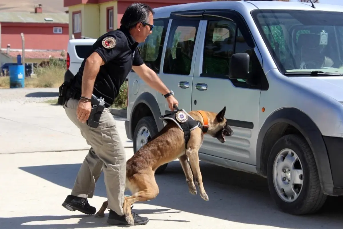 Dedektör köpekler zehir tacirlerinin korkulu rüyası oldu