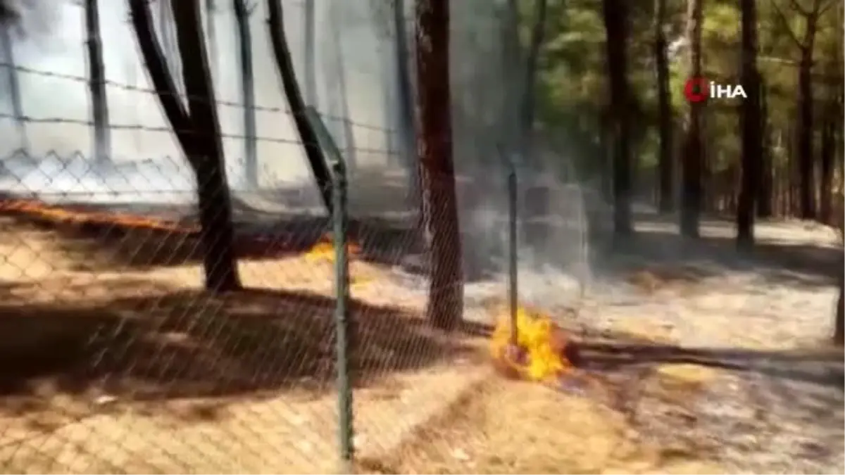 Piknikçiler ormanı yaktı