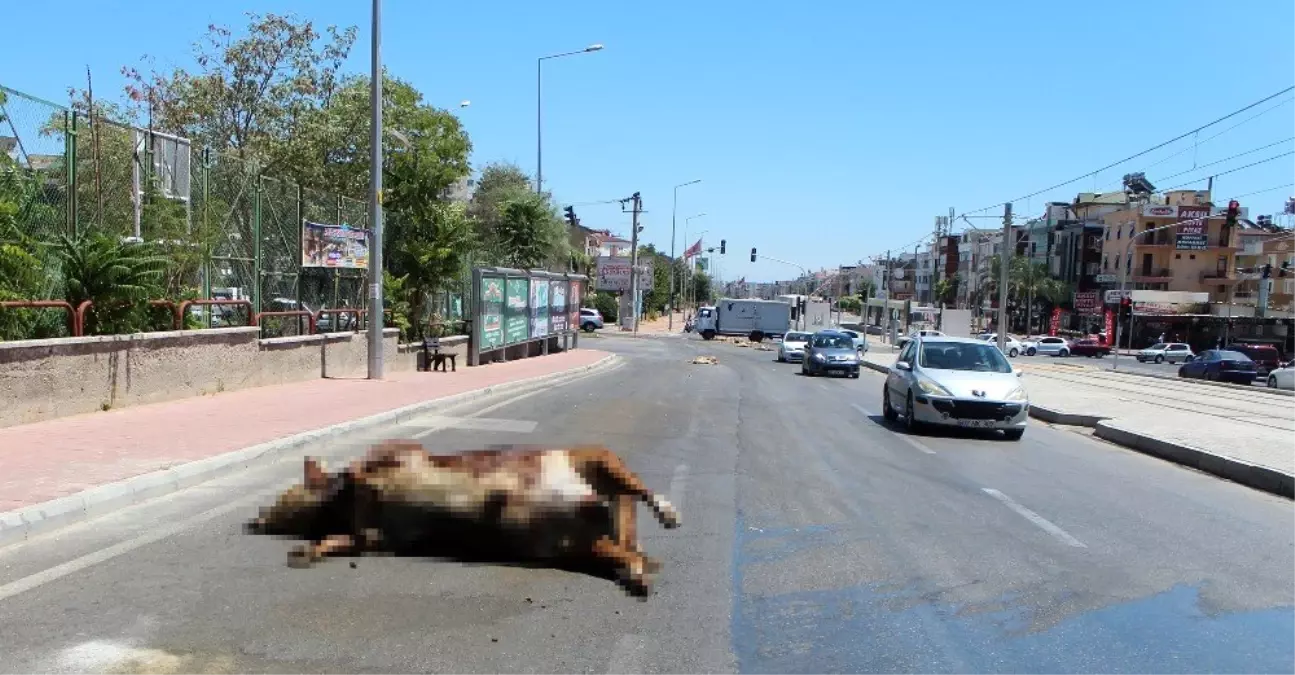 Tırdan caddeye dökülen boğa leşi ve kurban atıkları, sürücü ve yayalara zor anlar yaşattı