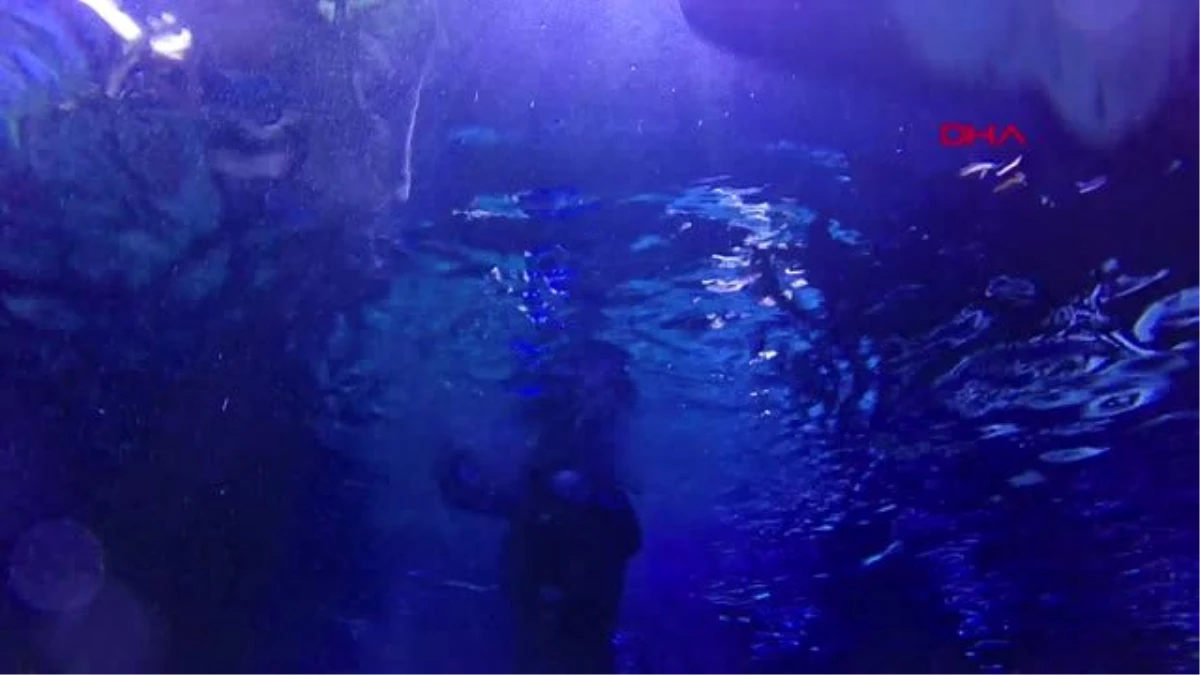 Antalya\'nın \'jaws\'ları dalgıç korumalar eşliğinde besleniyor