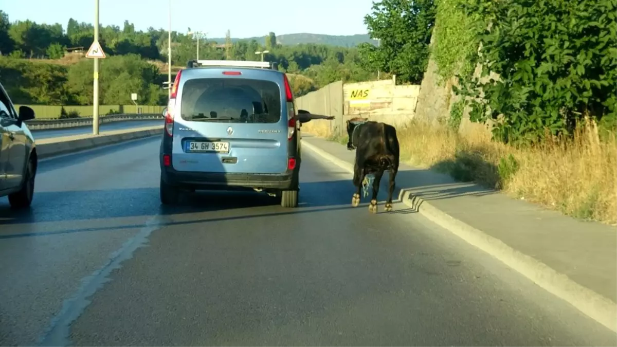 Kaçan boğayı yakalamak için ekipler seferber oldu