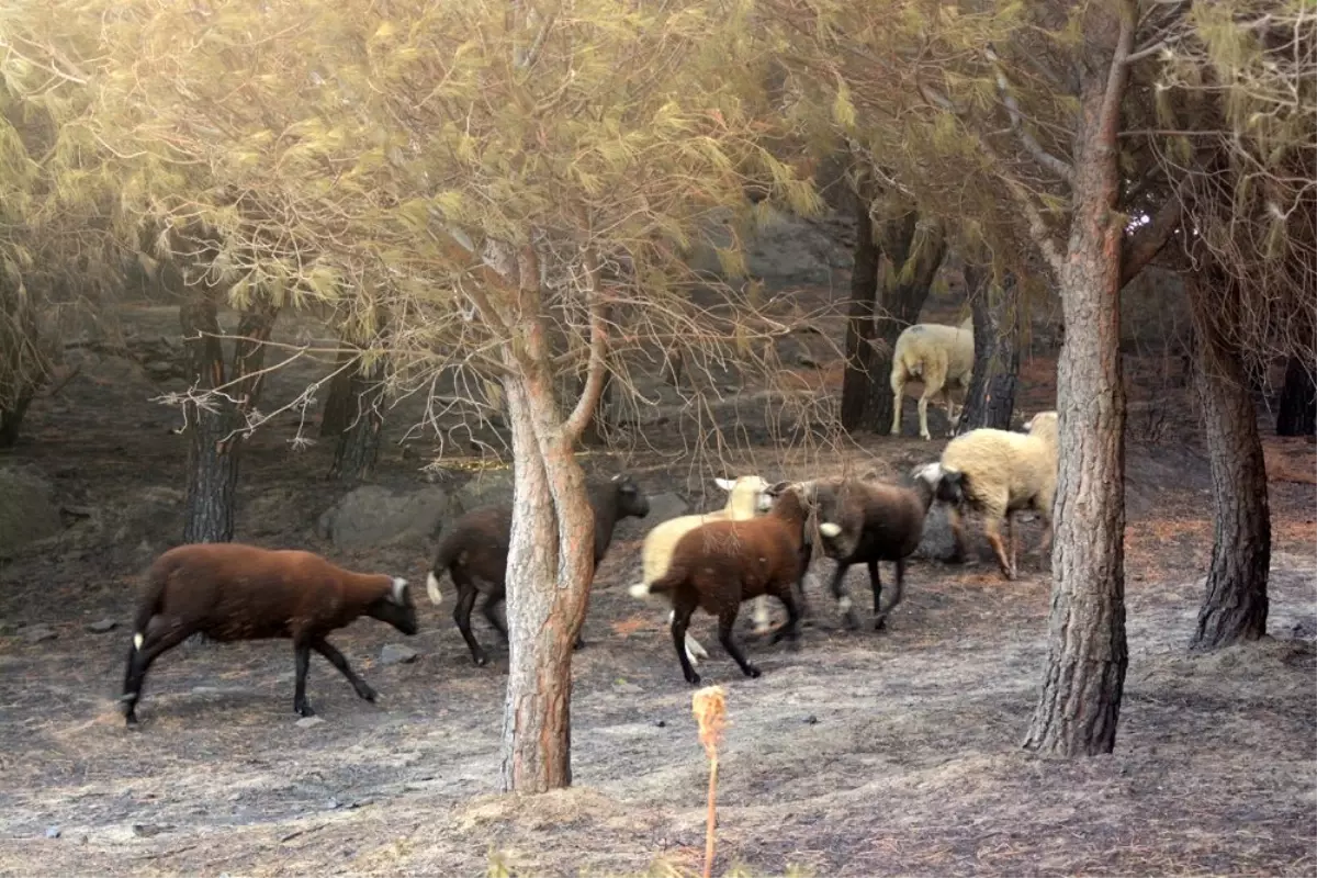 Marmara Adası\'ndaki yangının bilançosu gün ağarınca ortaya çıktı