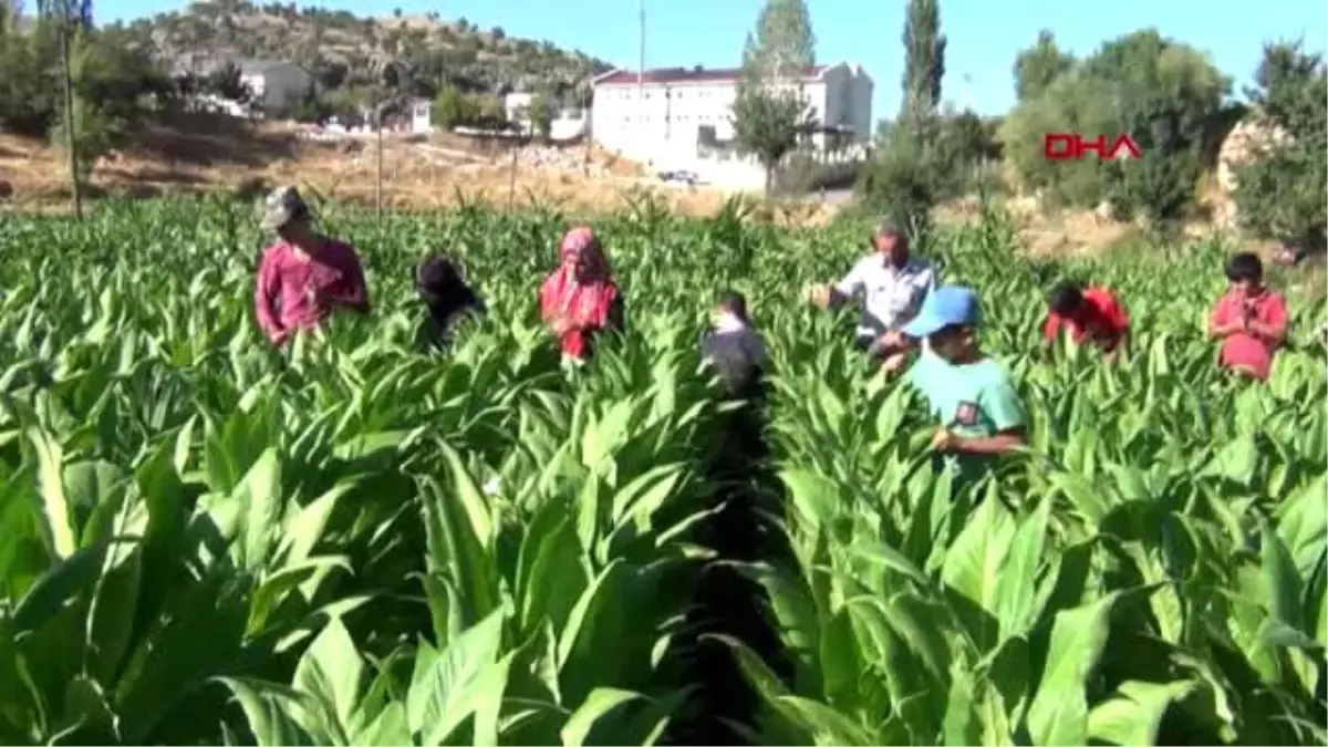 ADIYAMAN Tütün tarlasından milli takıma