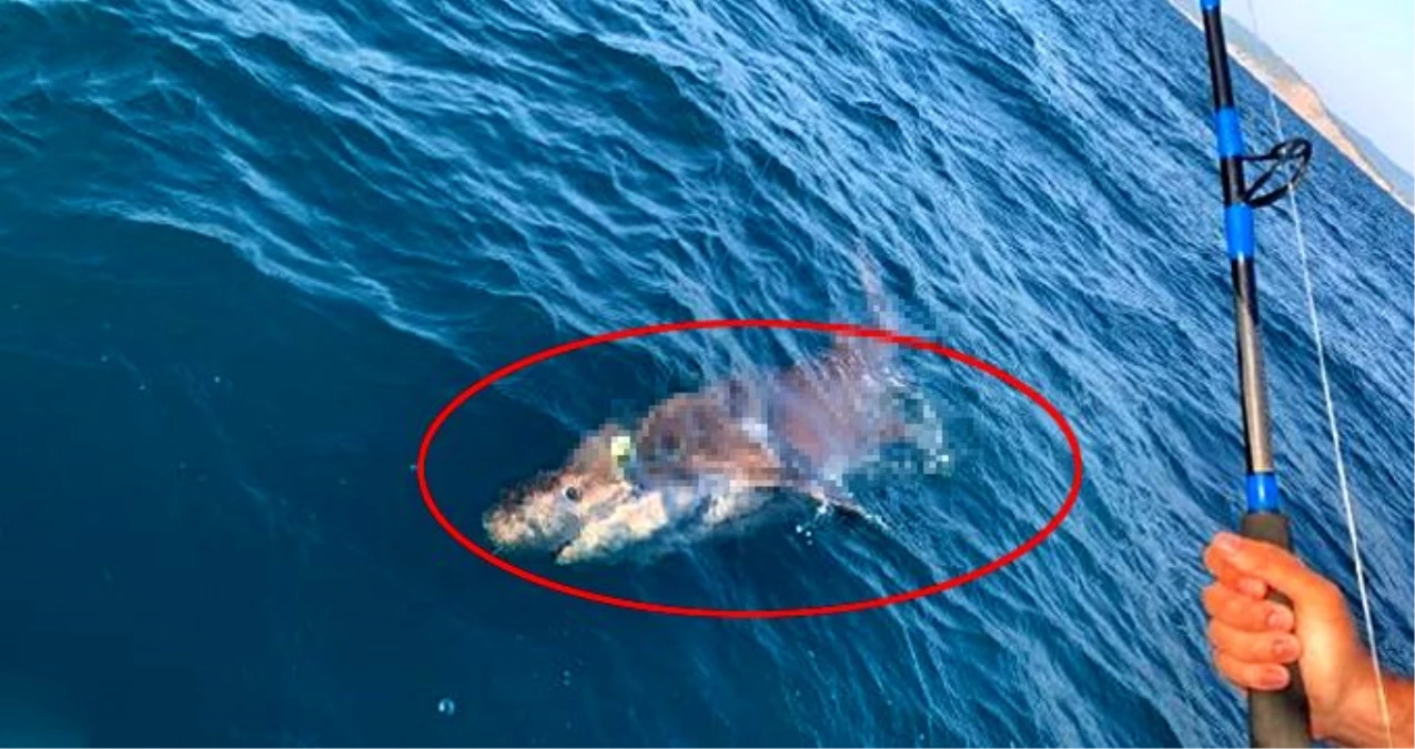 Çanakkale\'de, oltasına 4 metre uzunlukta köpek balığı takılan denizci küçük dilini yutuyordu!