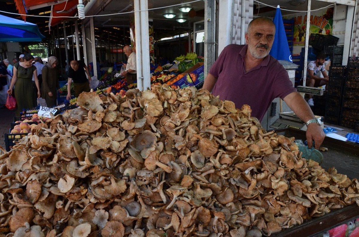 Fındık mantarına \'gurbetçi\' rağbeti