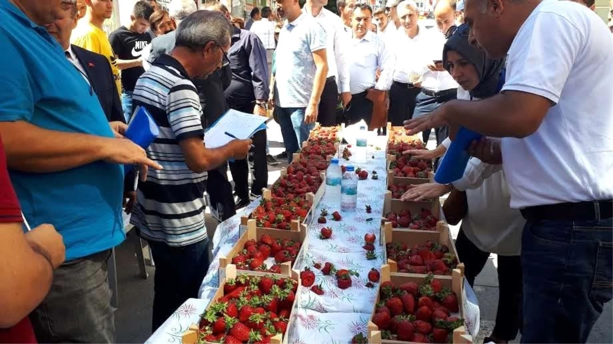 İskilip\'te "en iyi çilek" yarışması