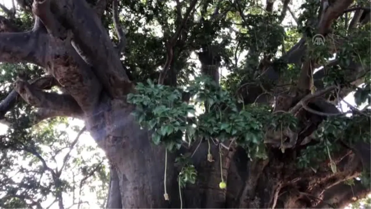 Senegal\'de 18 asırlık "heybetli Baobab" ağacı