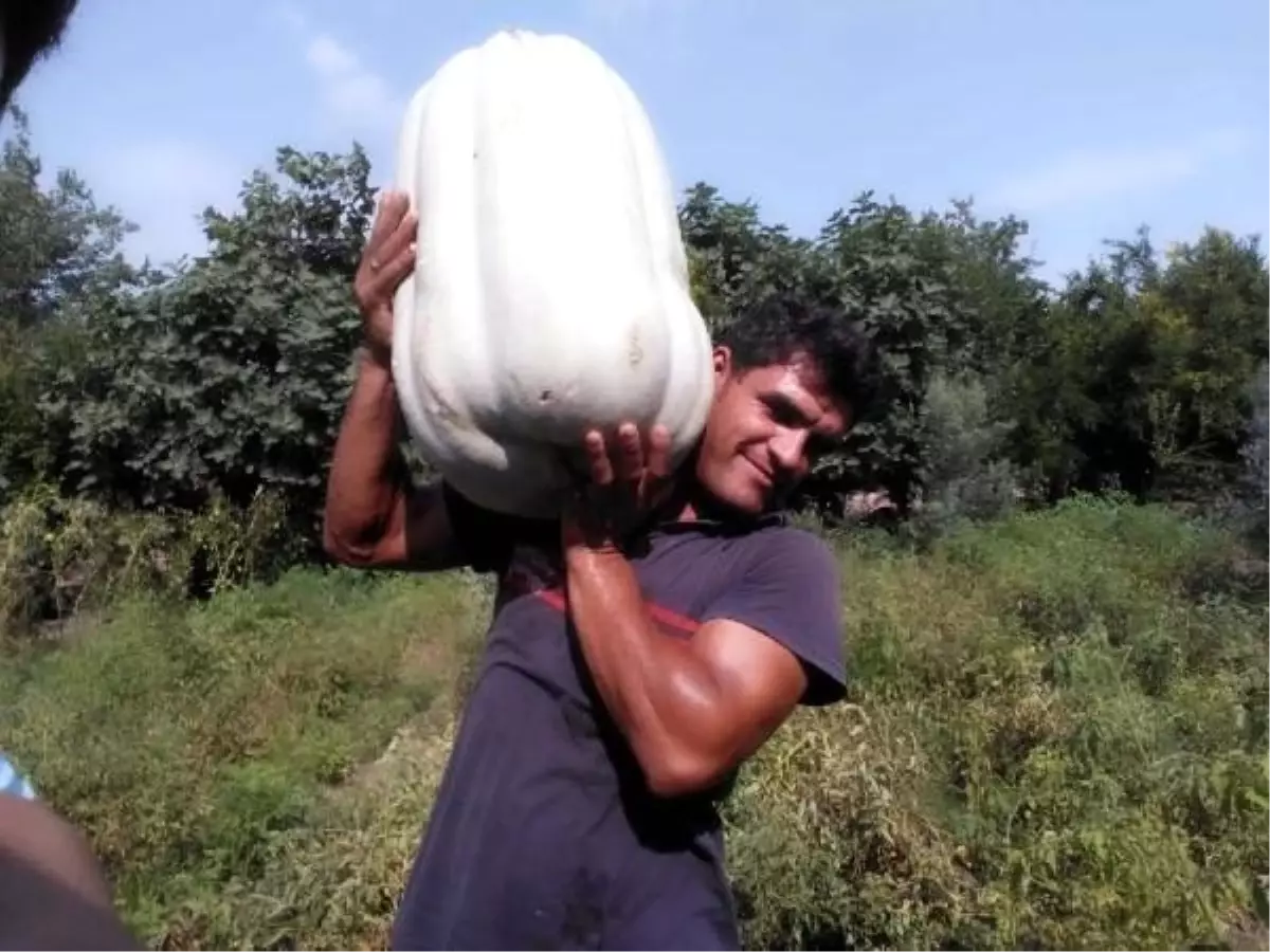 35 kiloluk bal kabağı, görenleri şaşırtıyor