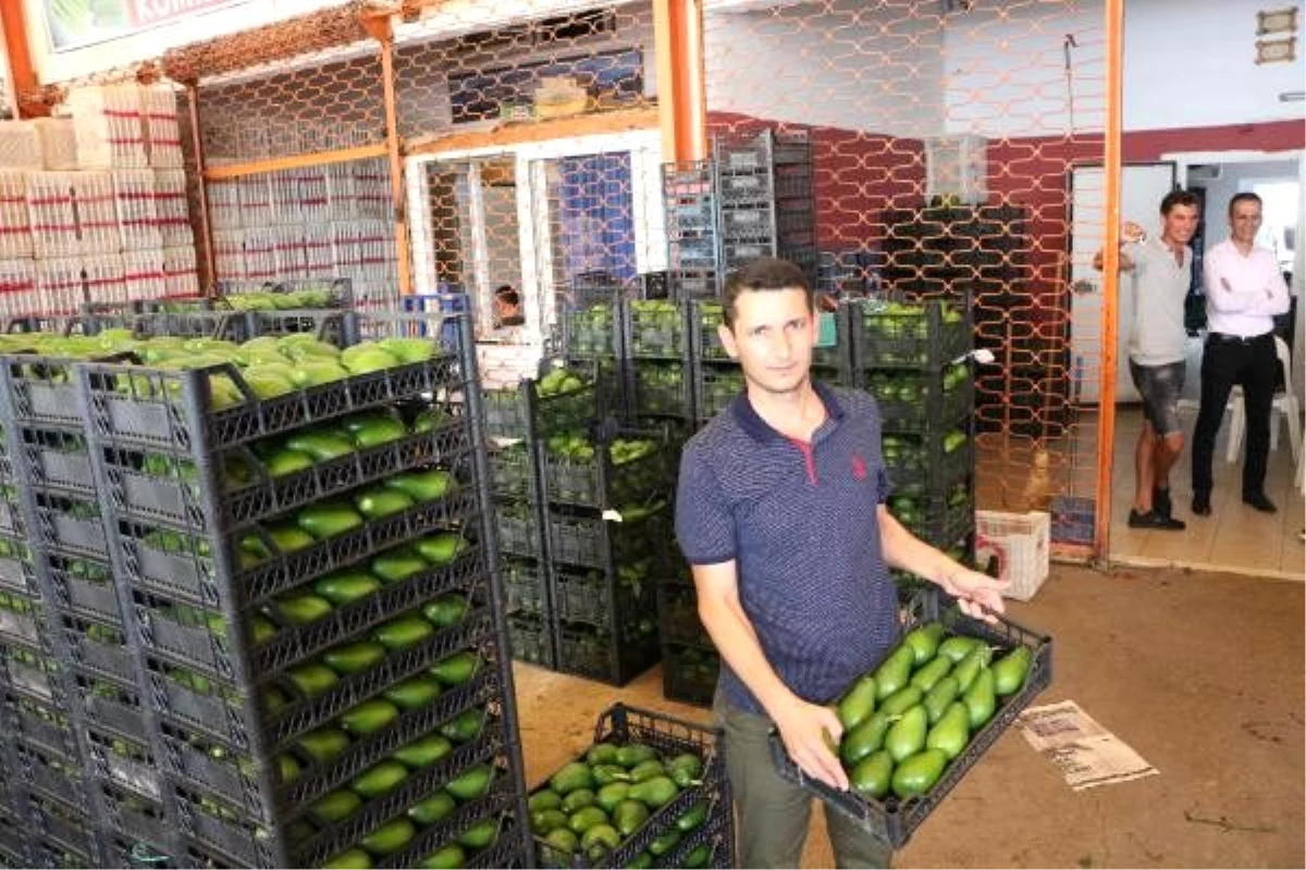 Alanya\'da avokado ihracatı başladı