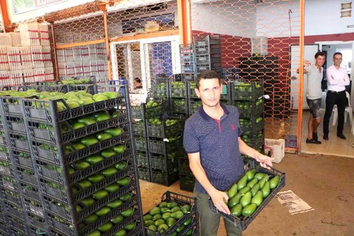 Alanya\'da avokado ihracatı başladı