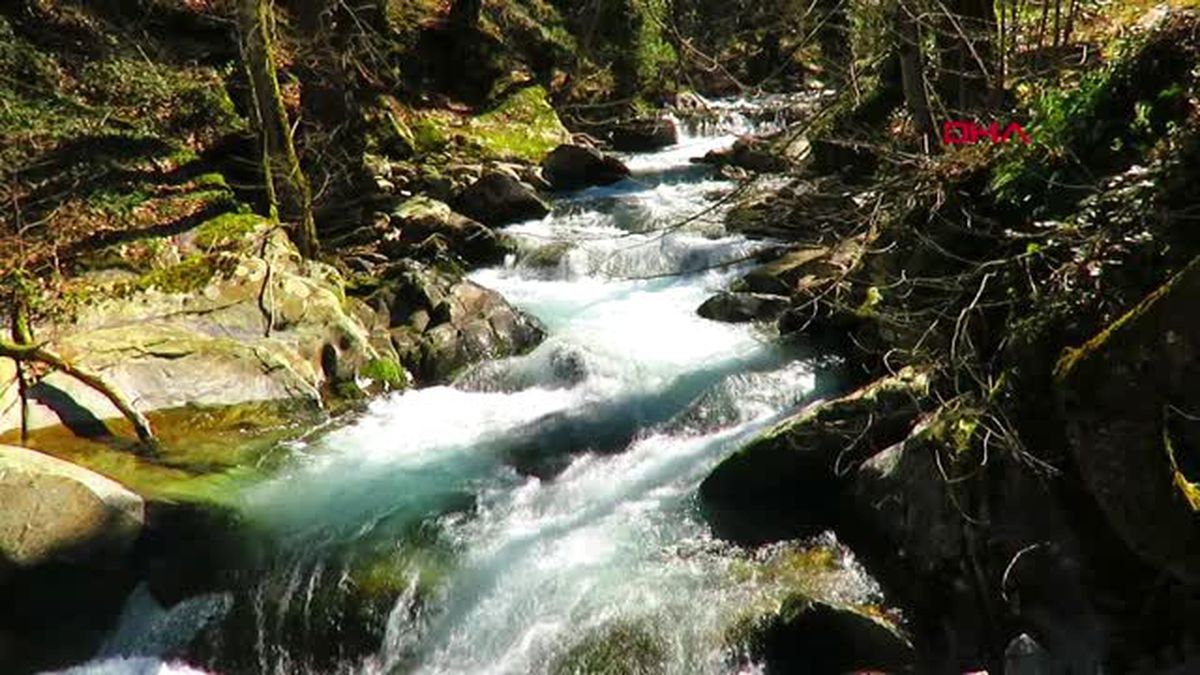 BALIKESİR Kazdağları'ndaki dereye elektrik vererek balık katliamı yapıldı