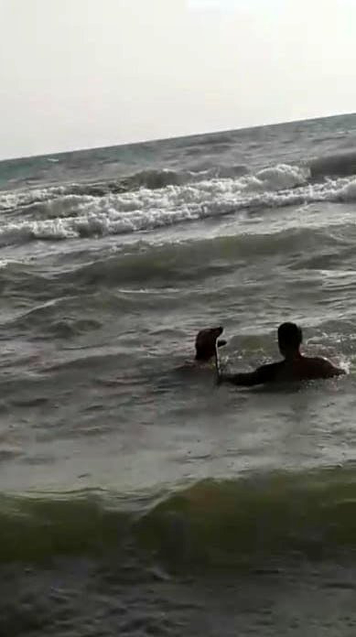 Denize giren kişinin boğulduğunu sanan köpeğin müthiş hareketi