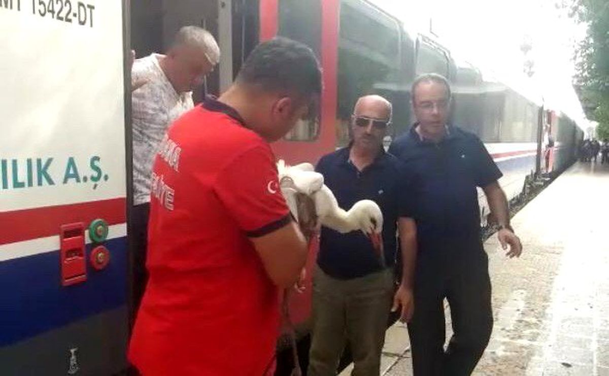 Elektrik çarpan leylek "trenbulansla" kurtarıldı
