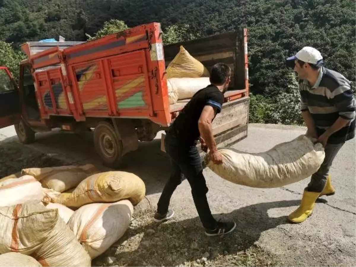 Hasadı yapılan fındığın zorlu yolculuğu