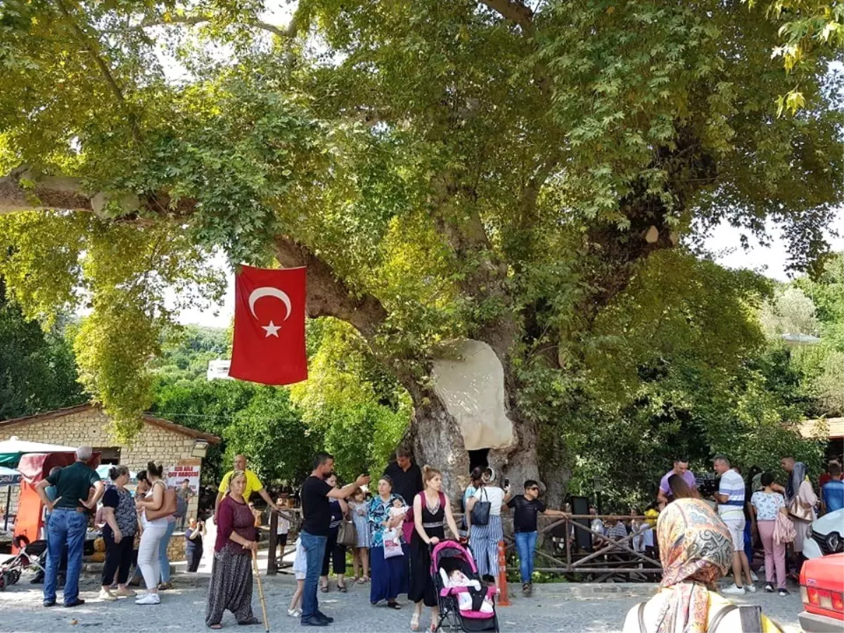 "Musa Ağacı" turizmi