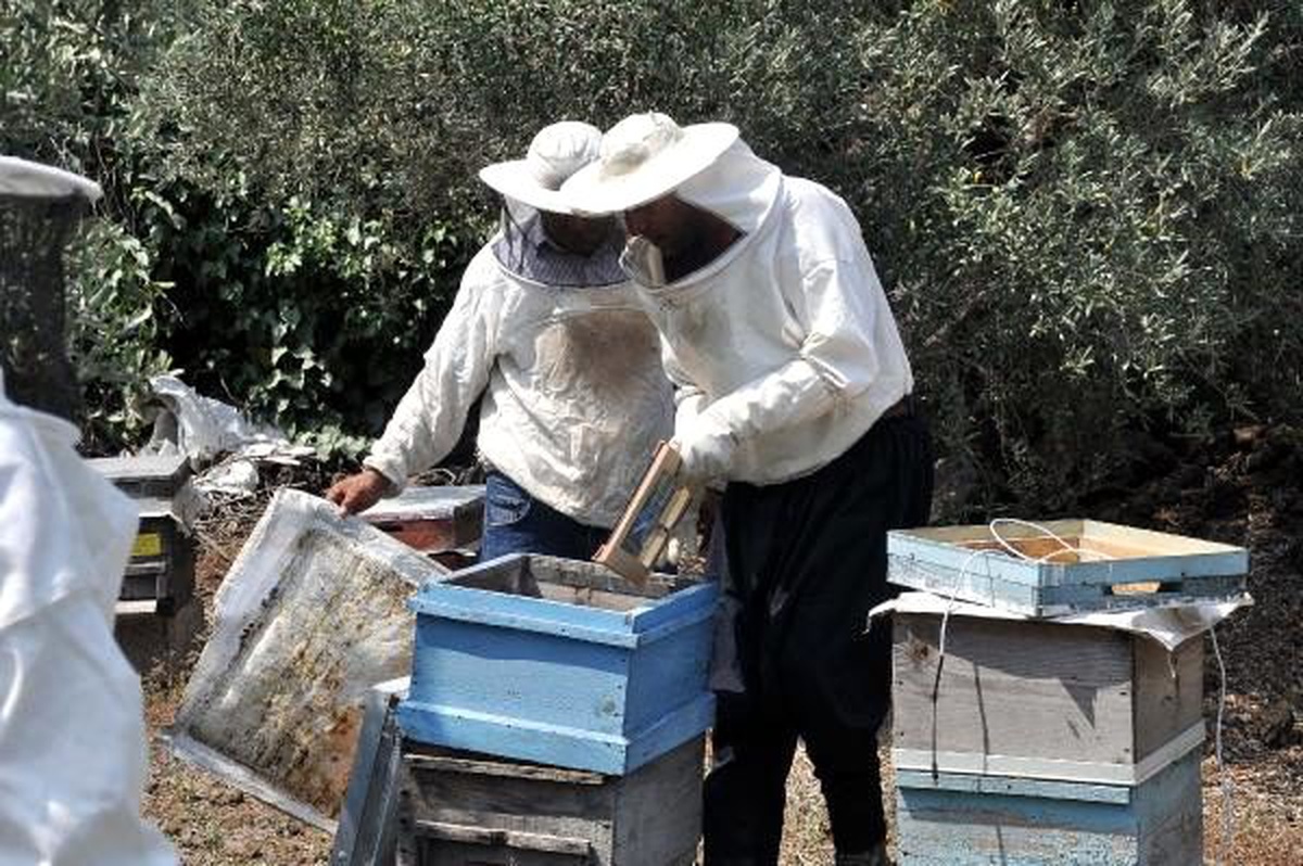 Osmaniye\'de ilk kez, arı zehri sağımı yapıldı