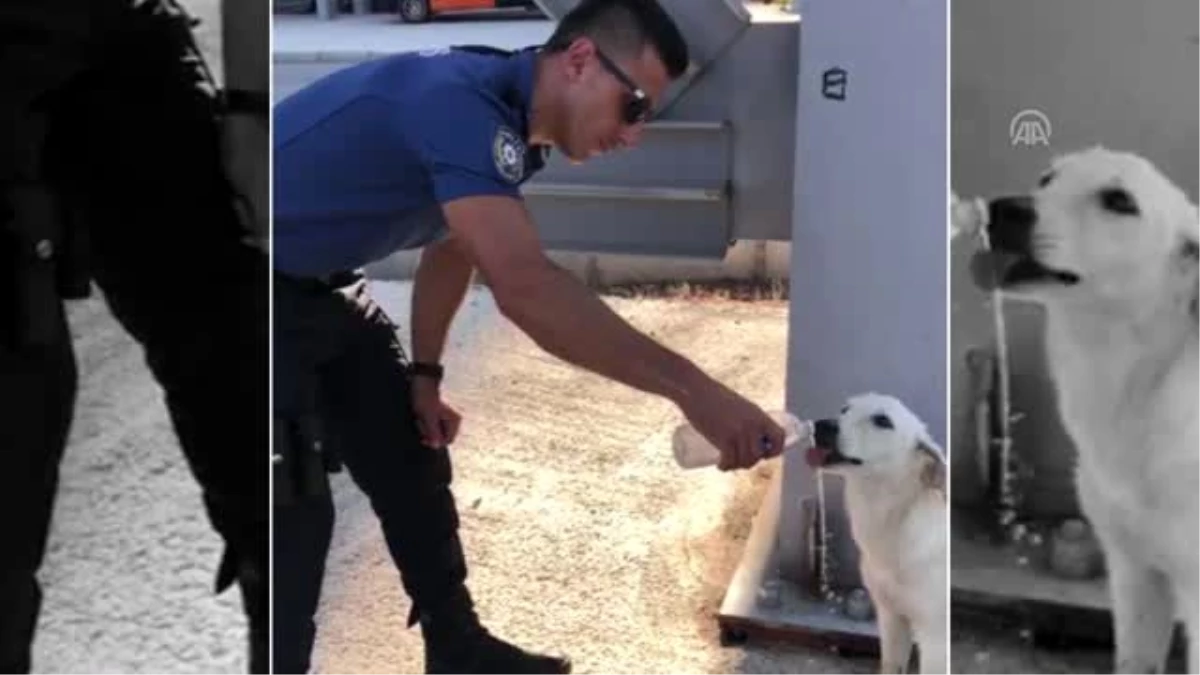 Polisin sokak köpeğine merhameti takdir topladı