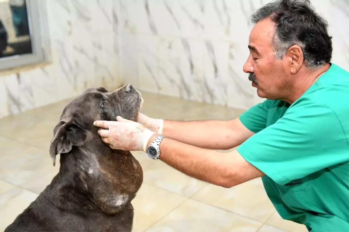 Sokağa atılan köpeğe belediye sahip çıktı