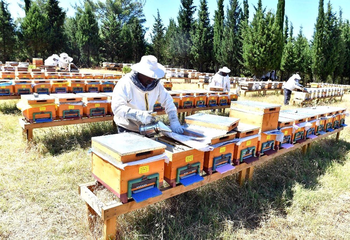 Tahtalı Barajında bal ormanı kuruldu sıra markalaşmada