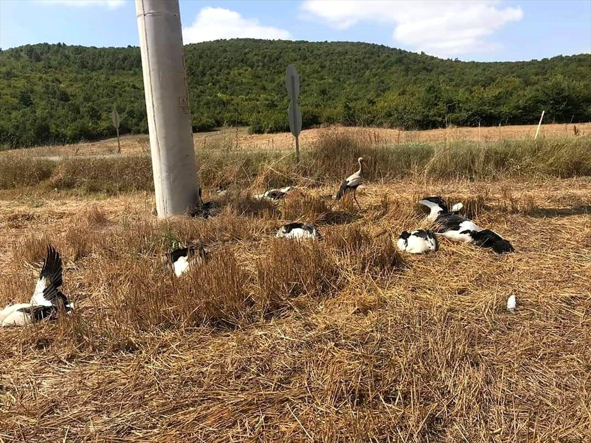 Tekirdağ\'da leyleklerin ölme neden araştırılıyor
