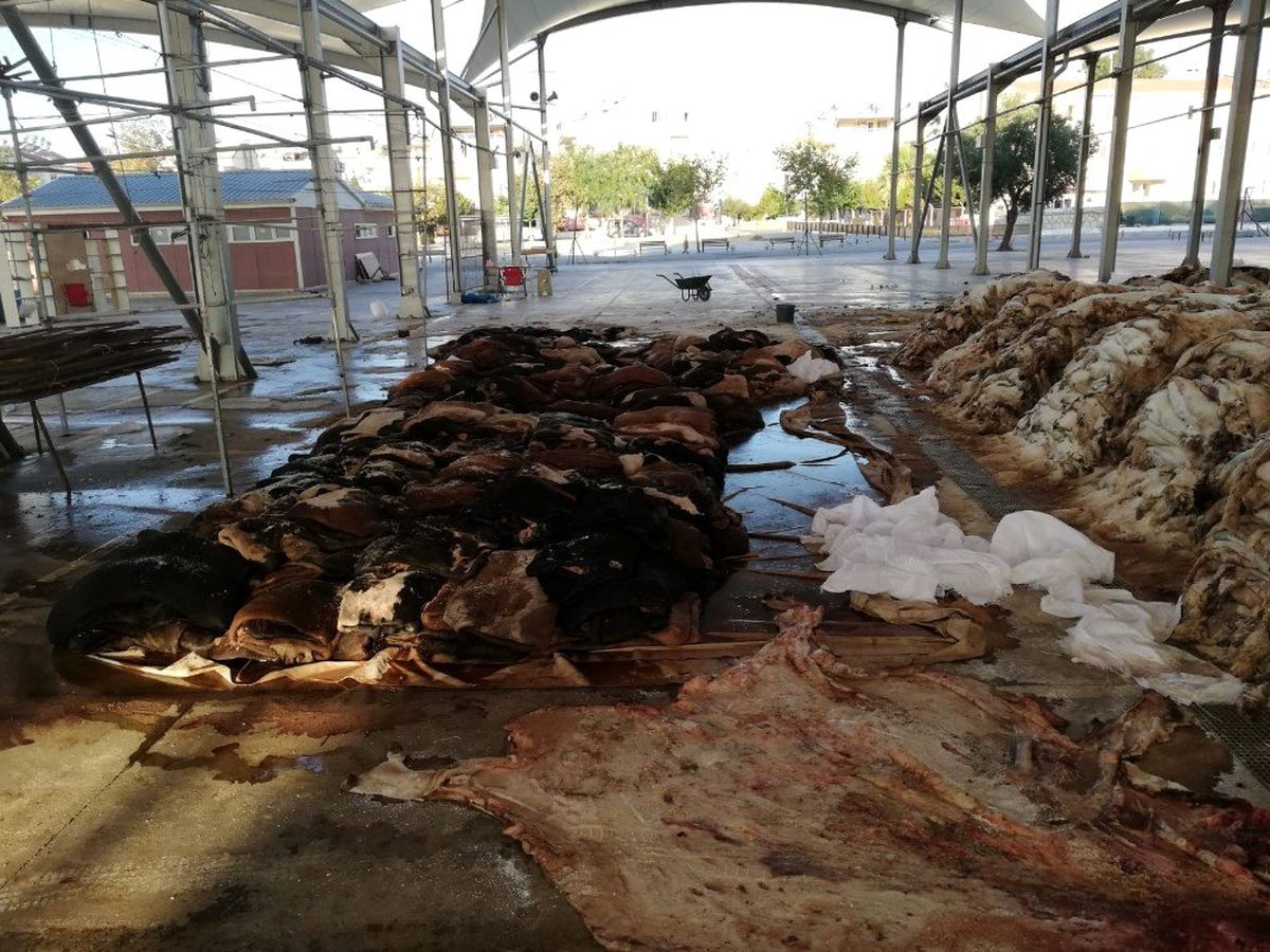 THK, Didim\'de 3 bin 223 deri topladı