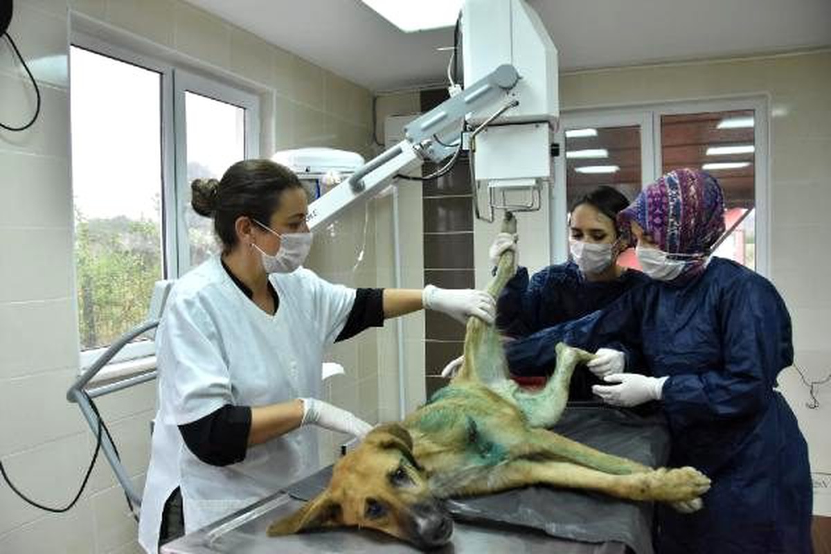 Vücuduna jiletle \'it\' yazılan köpeğin tedavisi sürüyor