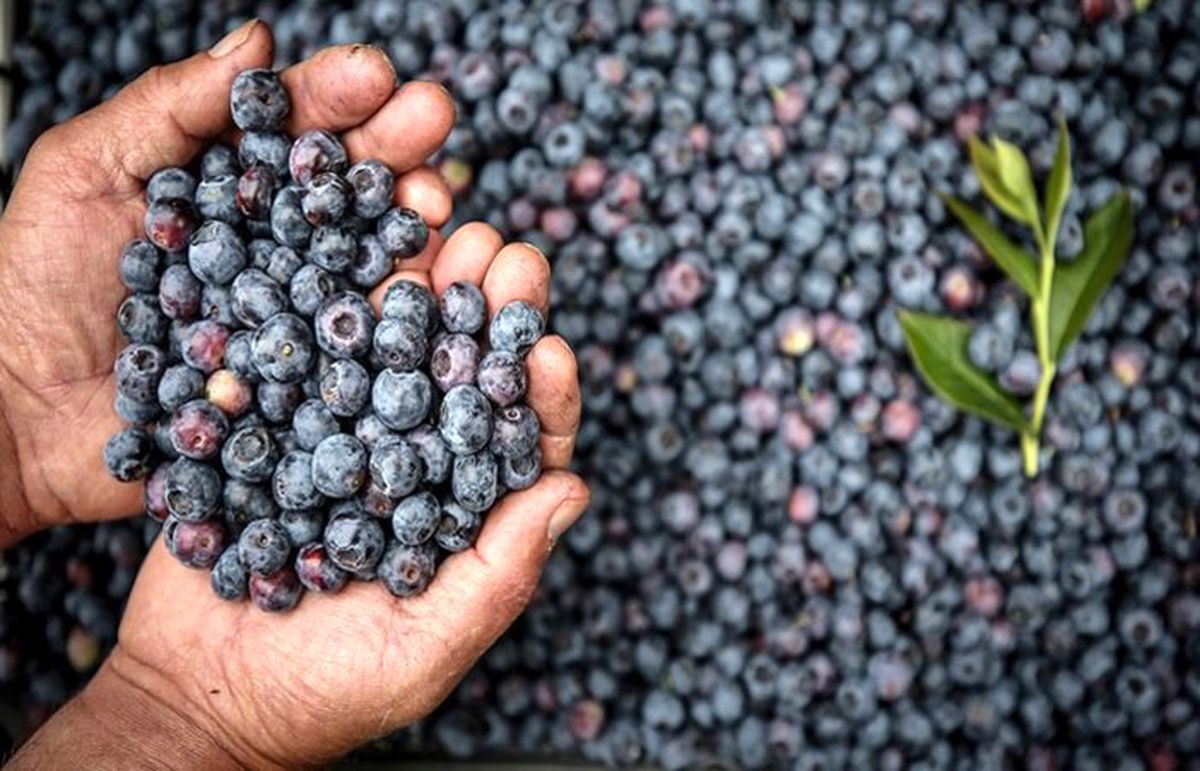 Yaban mersininin kilogramı 30 liradan satılıyor