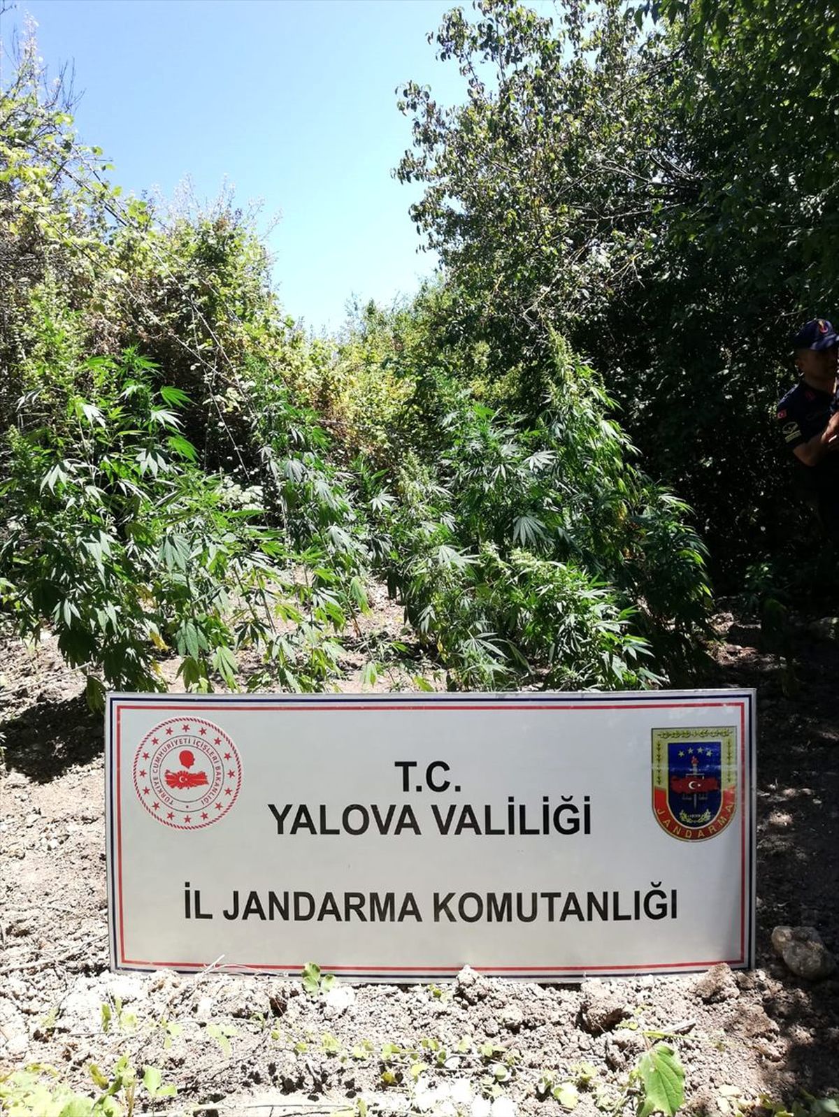 Yalova\'da uyuşturucu operasyonları