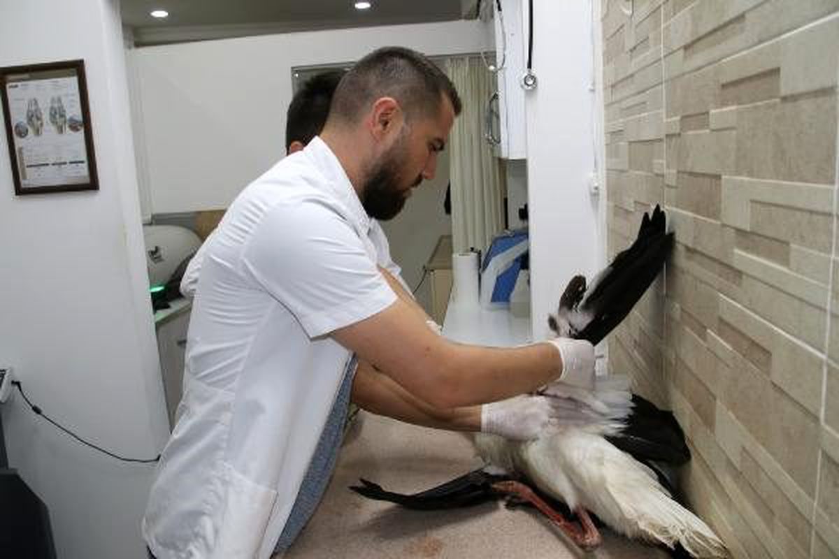 Avcılar 2 leyleği kanatsız bıraktı