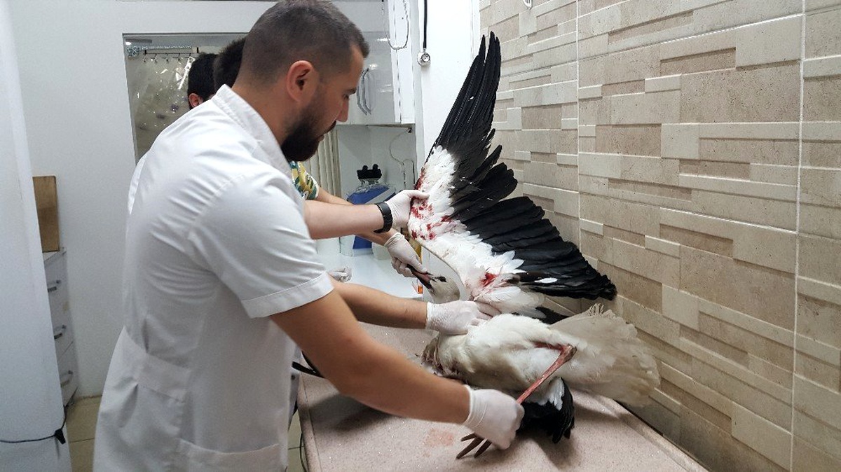Avcıların vurduğu leylekler bundan sonra göç edemeyecek