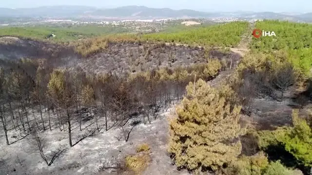 Bodrum'da orman yangını sonrası kömür karasına dönen ...