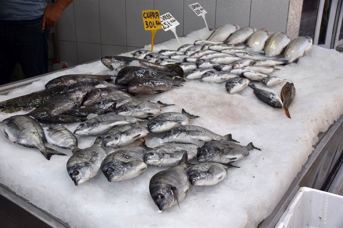 Eşkina balığı tezgahlardaki yerini almaya başladı
