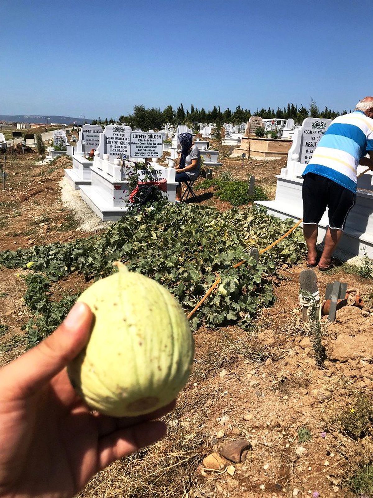 Kavun bostanı değil mezarlık