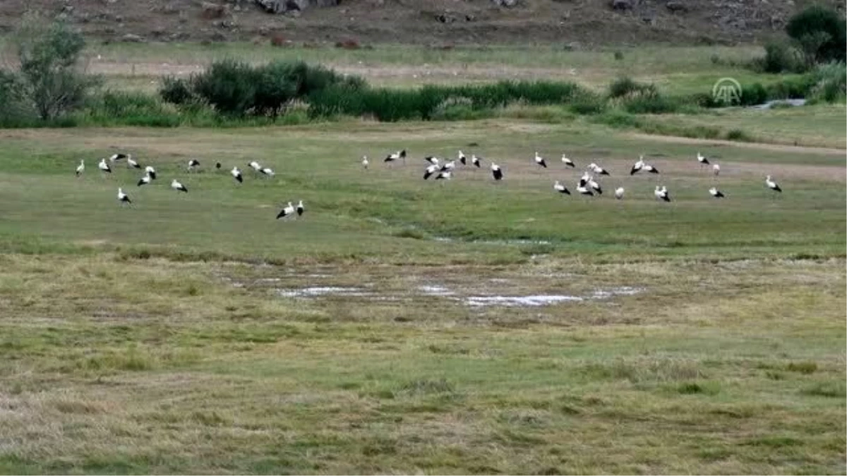 Leyleklerin sıcak diyarlara göçü başladı