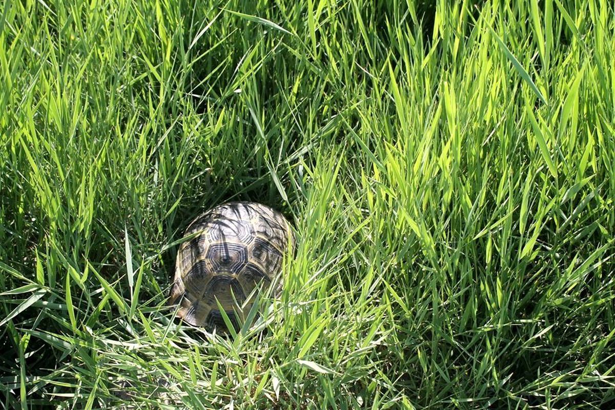 Minik kaplumbağa doğaya bırakıldı