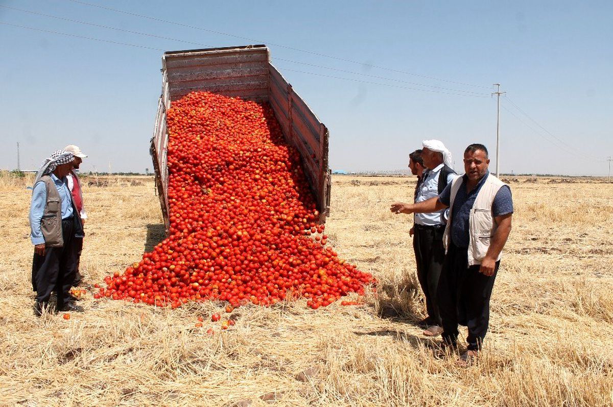 Satamadığı tonlarca domatesi tarlaya döktü