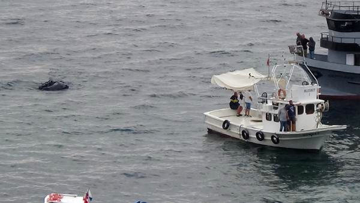 Sinop\'ta karaya oturan gezi teknesi kurtarıldı