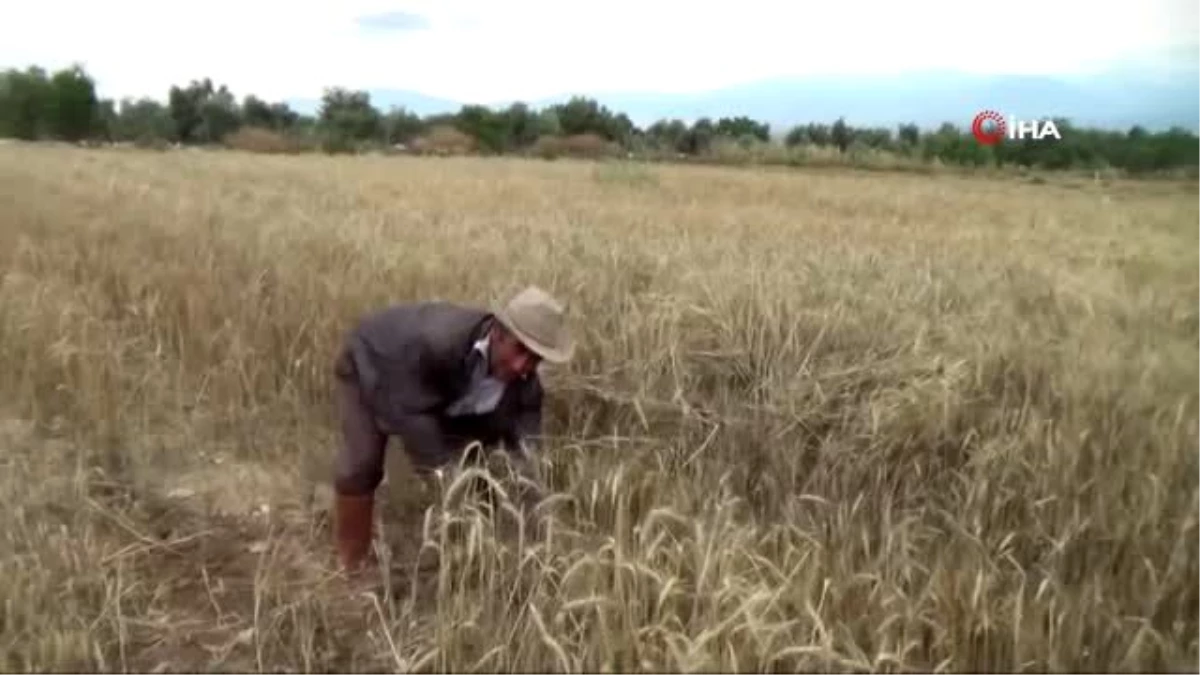 TZOB Genel Başkanı Şemsi Bayraktar\'dan buğday üretimi açıklaması: "Buğday hasadının bu yıl 20...