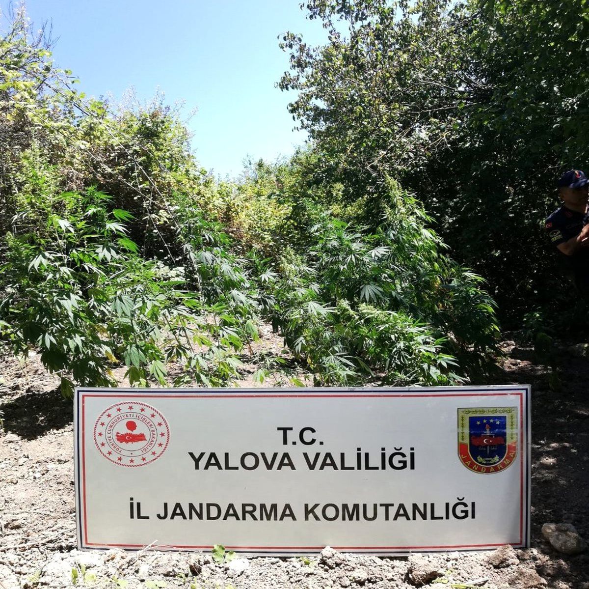 Yalova\'da uyuşturucu operasyonu