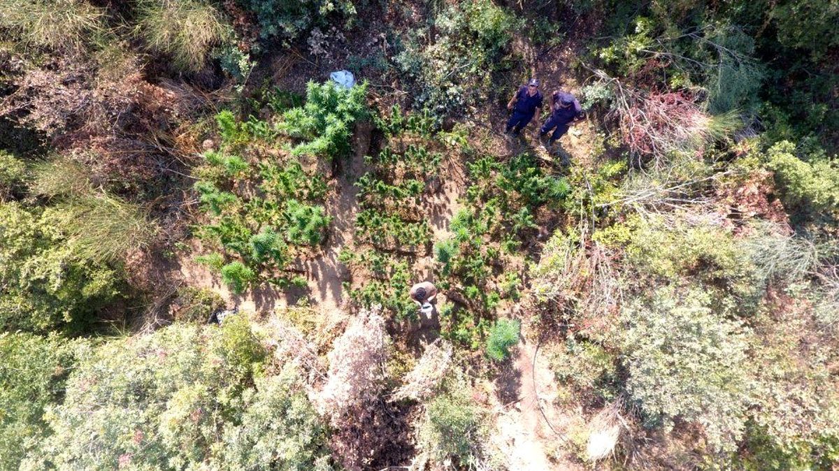 Jandarmadan drone ile zehir takibi